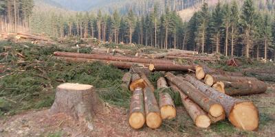 Deforestation বিষয়ক Paragraph লিখন, ৮ম পর্ব, এইচএসসি ইংরেজি ২য় পত্র